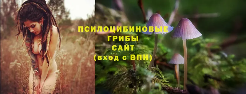 купить закладку  Алупка  Псилоцибиновые грибы Psilocybe 